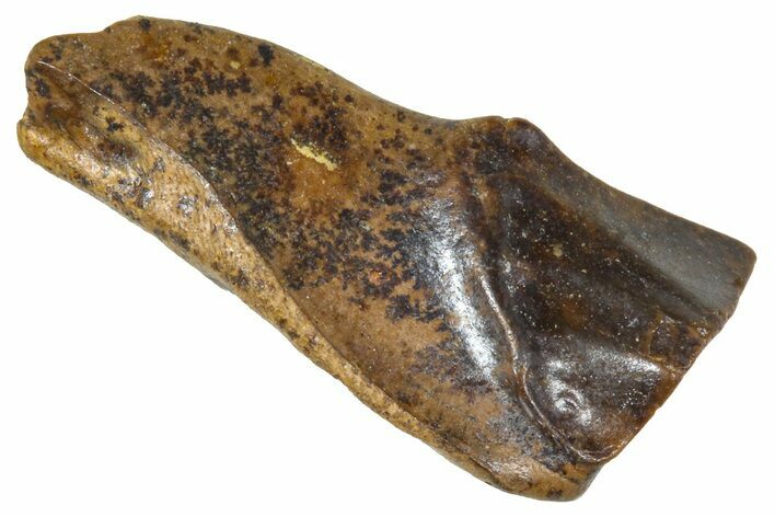 Fossil Triceratops Shed Tooth - Wyoming #376631